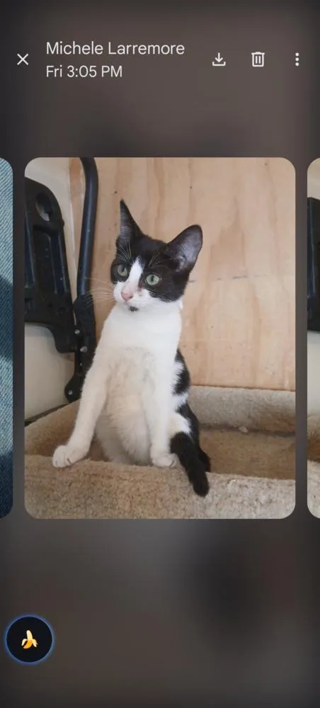 A baby small-sized female Black & White / Tuxedo Domestic Short Hair cat named Tibbets for adoption in Thatcher, AZ