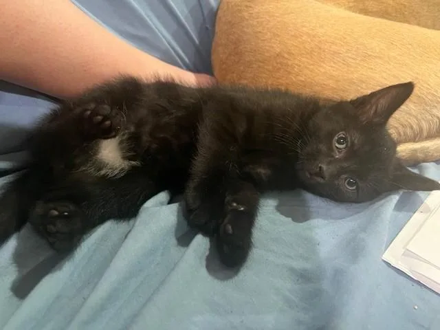 A baby small-sized male Domestic Short Hair cat named Shrieky for adoption in Louisville, KY