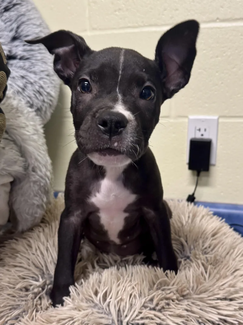 A baby medium-sized male Black Mixed Breed dog named Radar for adoption in St. Joseph, MI