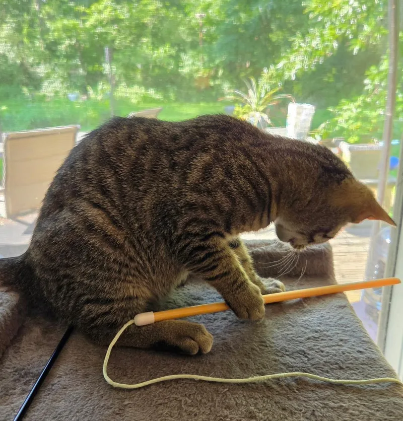 A baby medium-sized male Tabby (Brown / Chocolate) Domestic Short Hair cat named Branch for adoption in Mokena, IL