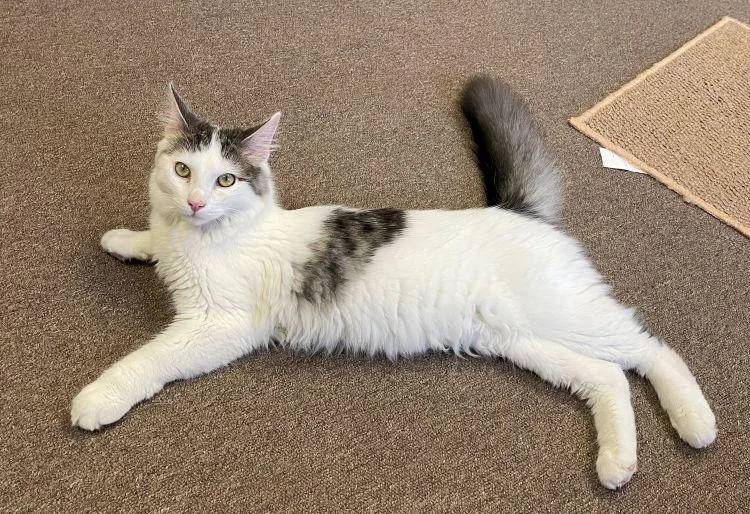 A baby medium-sized male Domestic Long Hair cat named Cookie for adoption in Richardson, TX