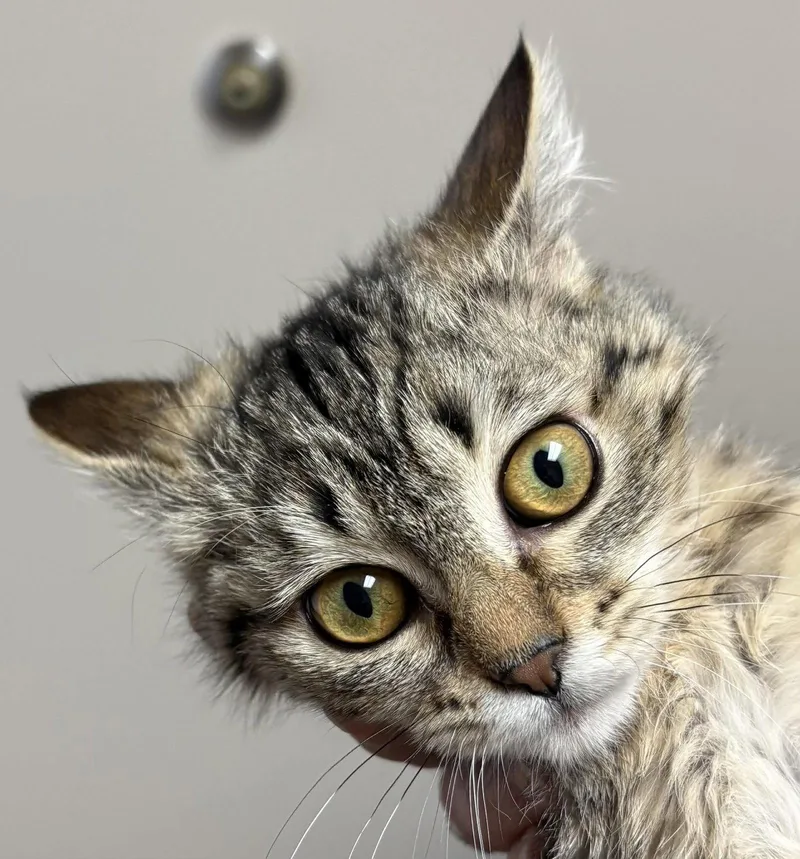 A young medium-sized female Domestic Short Hair cat named Pasta for adoption in Dalzell, IL