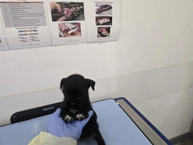 A baby large-sized male Border Terrier dog named Gum Ball for adoption in Mesa, AZ