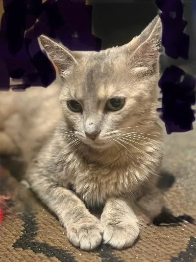 A young medium-sized female Dilute Tortoiseshell Domestic Short Hair cat named Molly Muffet for adoption in Mokena, IL