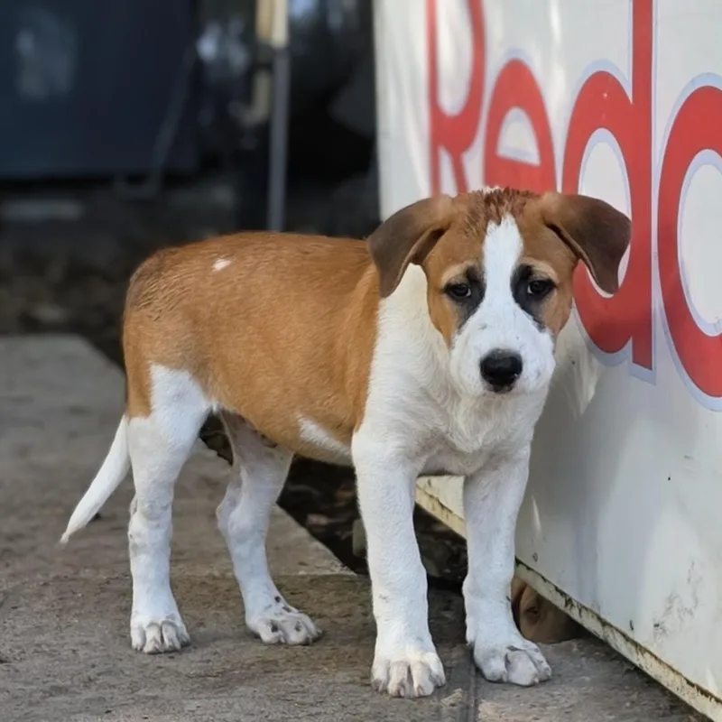 A baby medium-sized male Golden Mixed Breed dog named Toby for adoption in Cleveland, TX