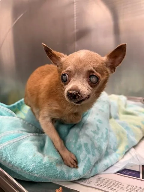 A senior medium-sized female Chihuahua dog named Fatima for adoption in Downey, CA