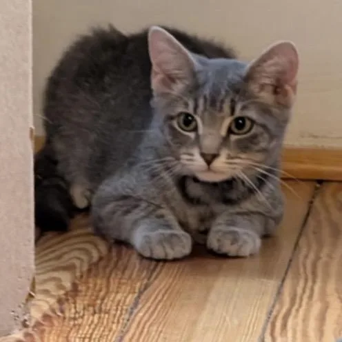 A baby small-sized female American Shorthair cat named Juliet for adoption in Pittsburgh, PA