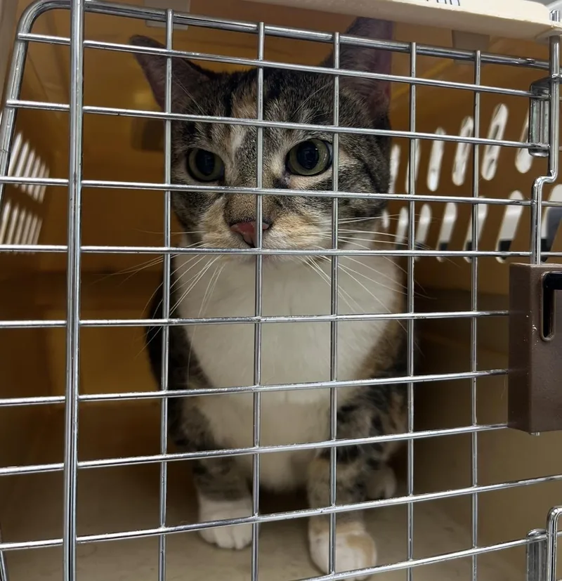 An adult medium-sized female Domestic Short Hair cat named Bella for adoption in Mendham, NJ