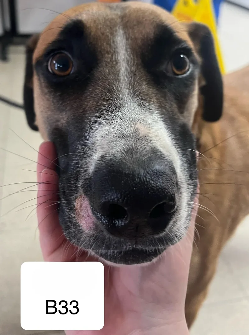 Buddy
