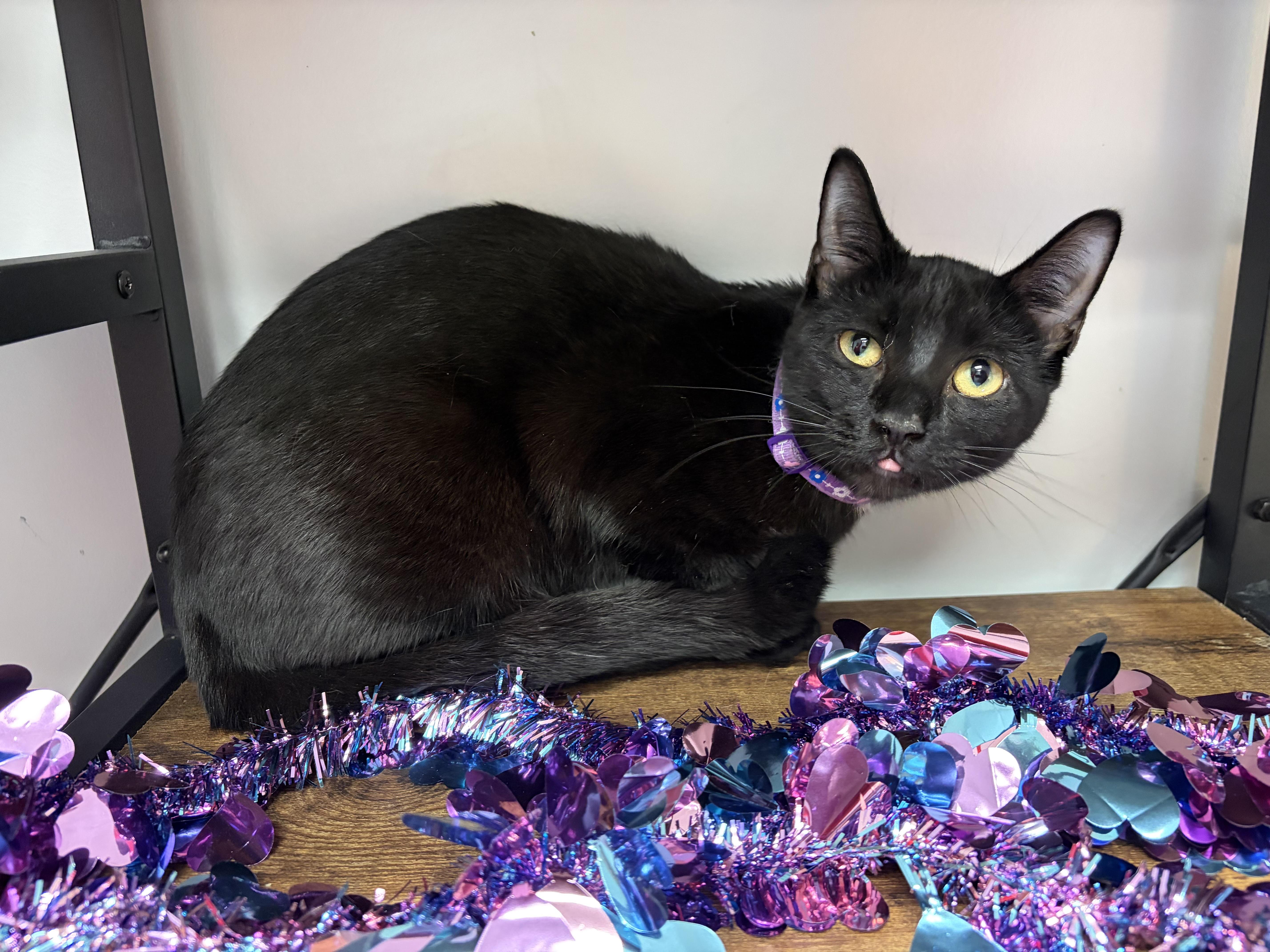 A young small-sized female Black Domestic Short Hair cat named Sameera for adoption in Lemont, IL