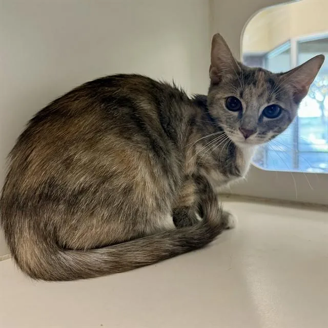 A young small-sized female Domestic Short Hair cat named Lulu for adoption in Riverside, CA