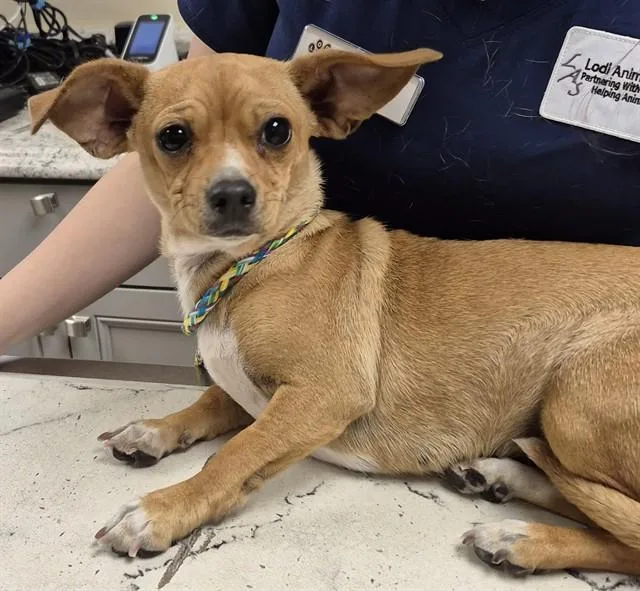 A young small-sized female Dachshund dog named Trinket for adoption in Lodi, CA