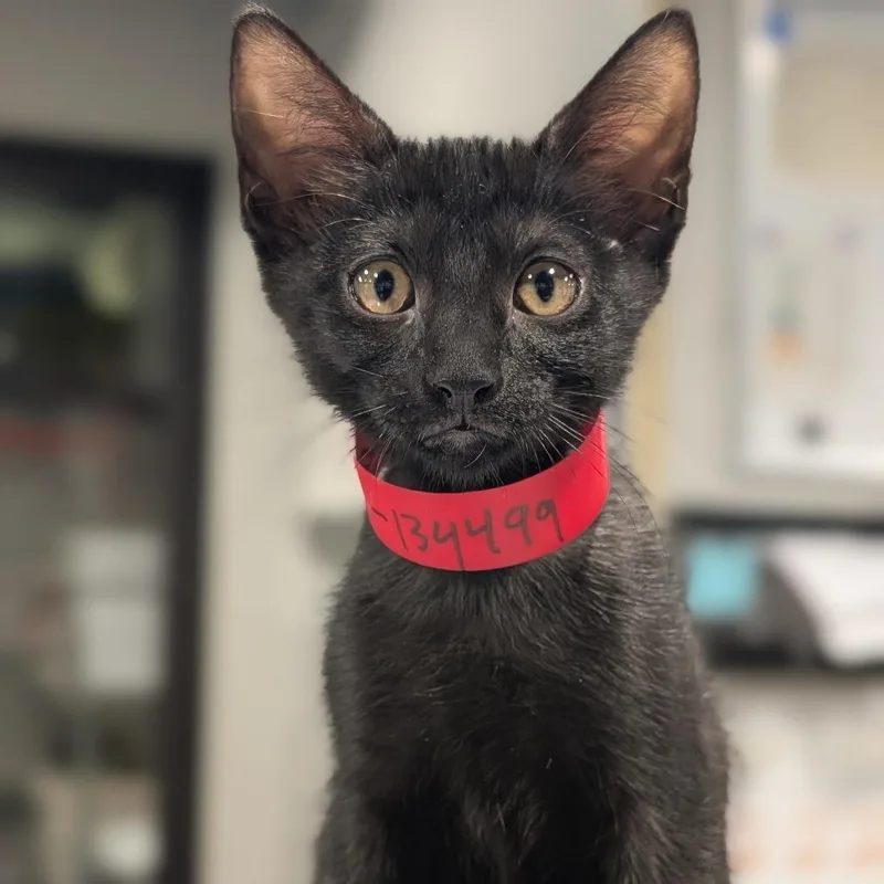 A baby small-sized female Black Domestic Short Hair cat named Kora for adoption in Tampa, FL