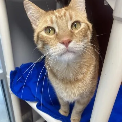 A young medium-sized male Domestic Short Hair cat named Finnick for adoption in Janesville, WI