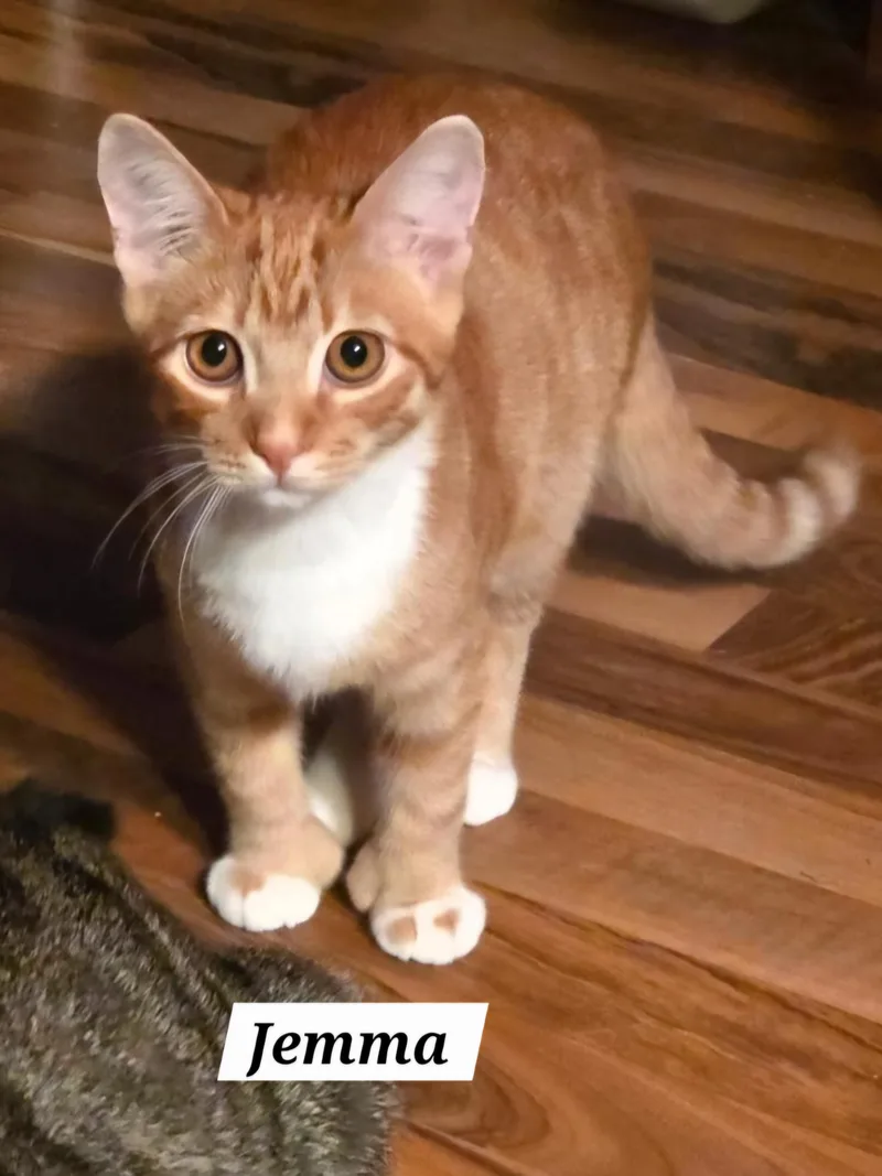 A baby small-sized female Orange & White Domestic Short Hair cat named Jemma for adoption in Catasauqua, PA