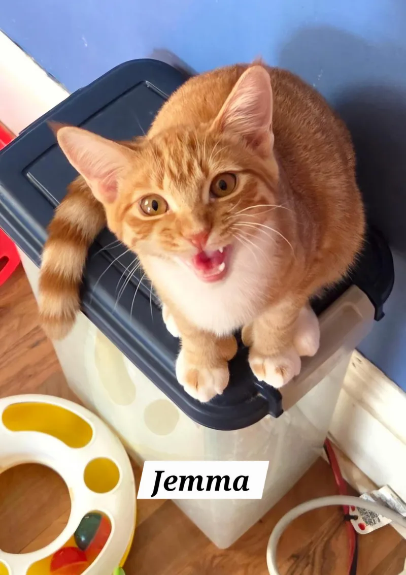 Jemma thumbnail 4