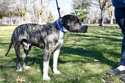An adult large-sized male Pit Bull Terrier dog named Bobo for adoption in Yakima, WA