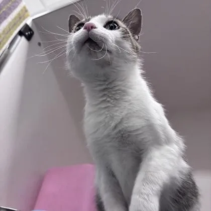 A young medium-sized female Domestic Short Hair cat named Maddox for adoption in Janesville, WI