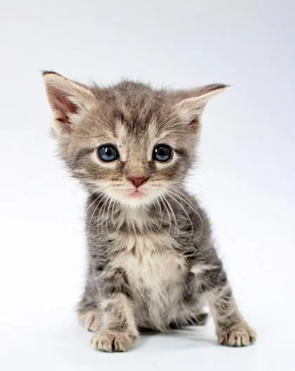 Tiny
