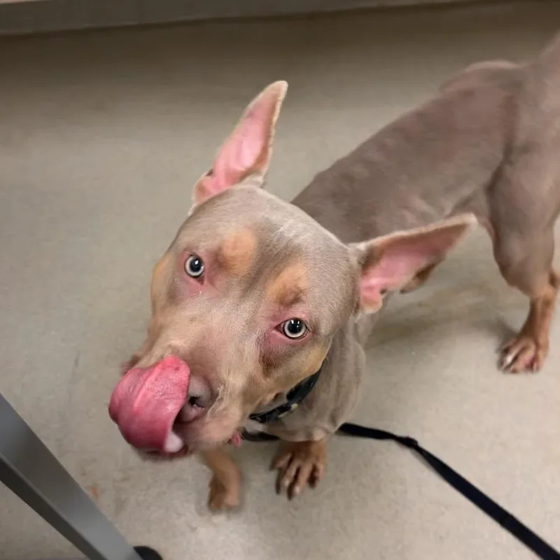 A young large-sized male Gray / Blue / Silver Pit Bull Terrier dog named Turtle for adoption in Lynchburg, VA