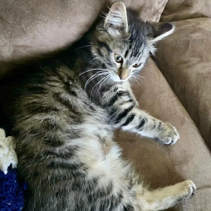 A baby small-sized female Brown / Chocolate Domestic Medium Hair cat named Sammy for adoption in Canton, IL