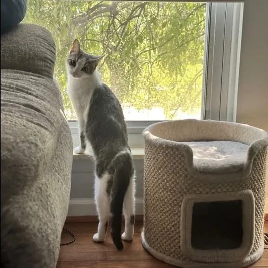 A baby medium-sized female Domestic Medium Hair cat named Ivy for adoption in Westland, MI