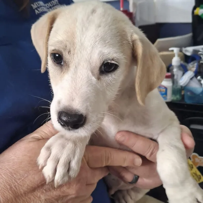 A baby medium-sized male White / Cream Beagle dog named Jay for adoption in Browns Mills, NJ