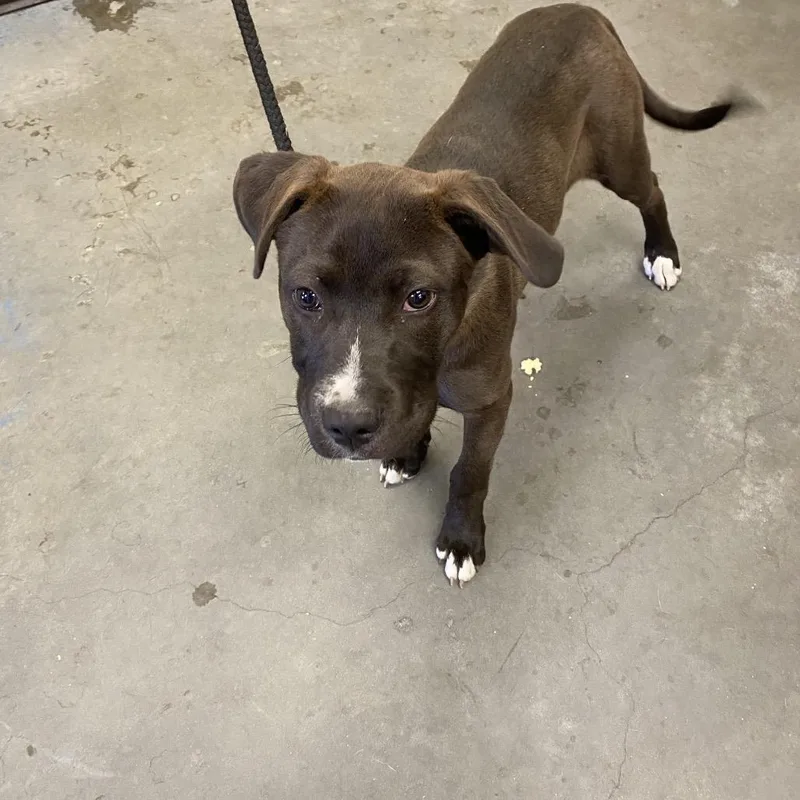 A baby medium-sized female Black Mixed Breed dog named Elizabeth for adoption in Memphis, TN