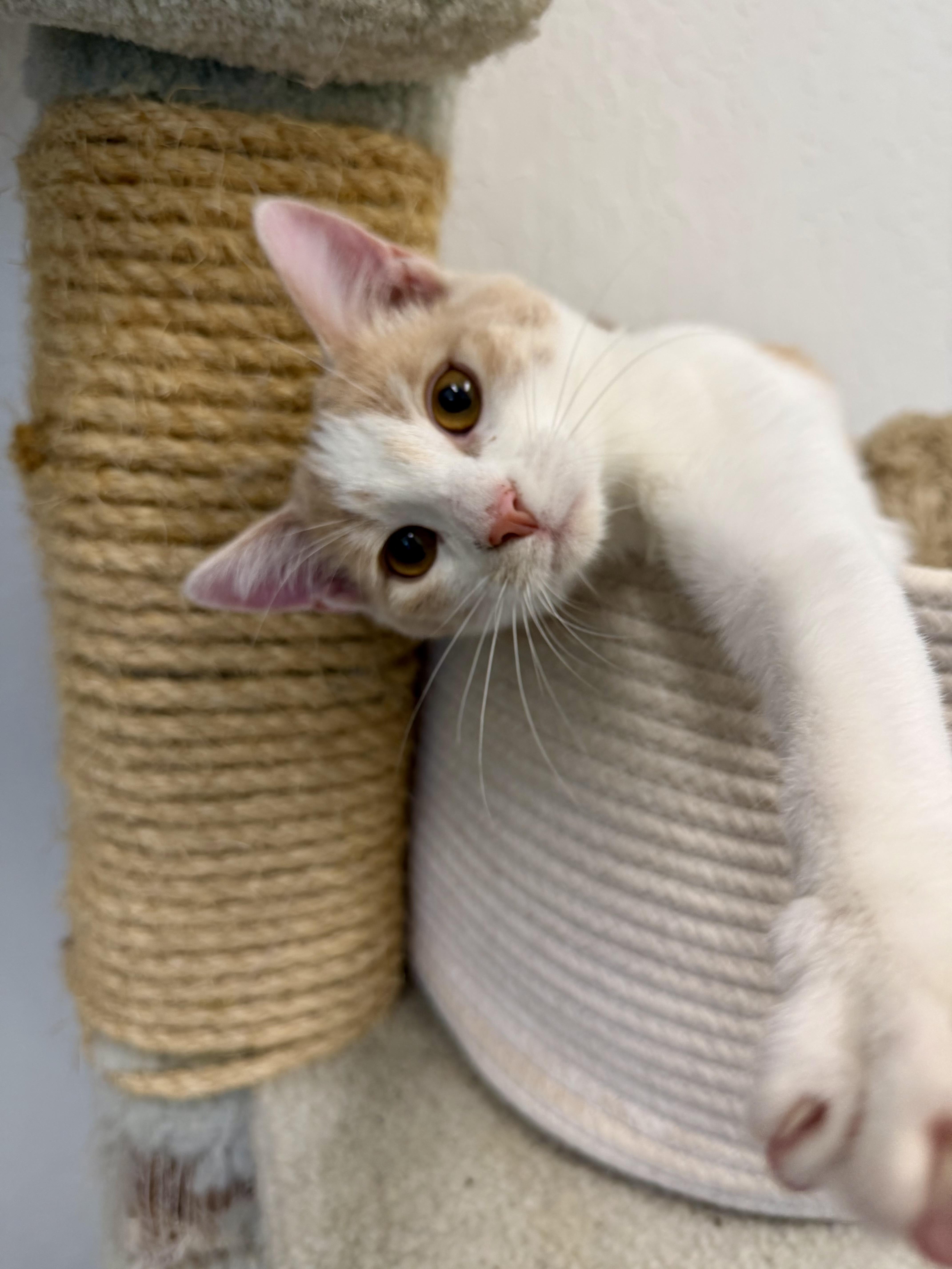 A baby medium-sized female Orange & White Domestic Short Hair cat named Biscotti for adoption in Sonora, CA