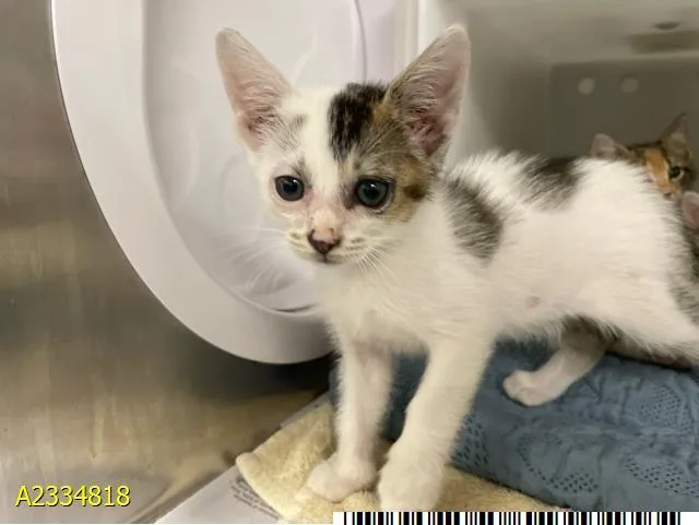 A baby small-sized male Domestic Short Hair cat named Taco for adoption in West Palm Beach, FL