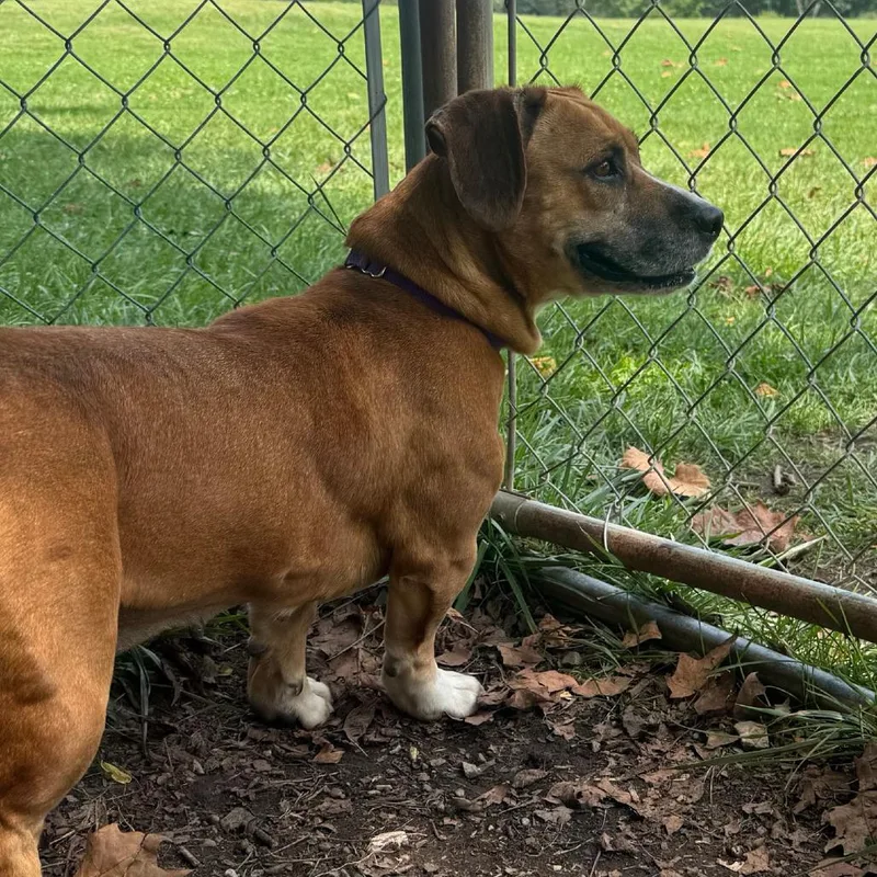 An adult medium-sized female Brown / Chocolate Beagle dog named Jenny for adoption in Columbia Station, OH