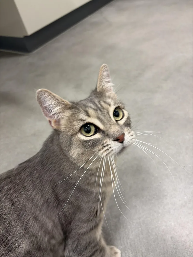 An adult medium-sized female Domestic Short Hair cat named Button for adoption in Twin Falls, ID