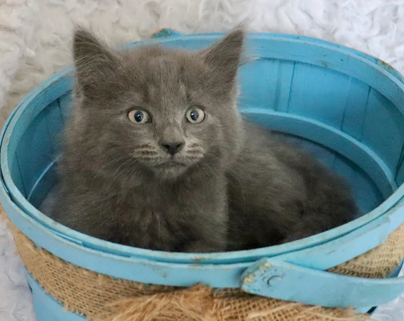 Clarence thumbnail 2