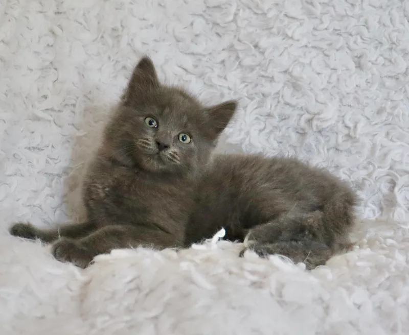 A baby medium-sized male Gray / Blue / Silver Nebelung cat named Clarence for adoption in Saint Augustine, FL