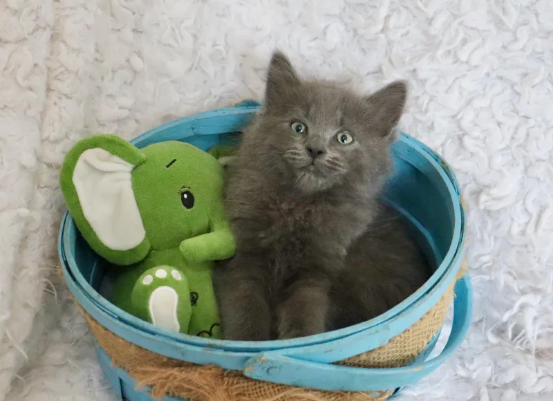 Clarence thumbnail 3