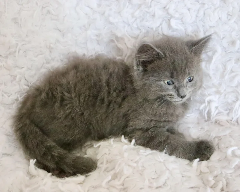 Clarence thumbnail 4