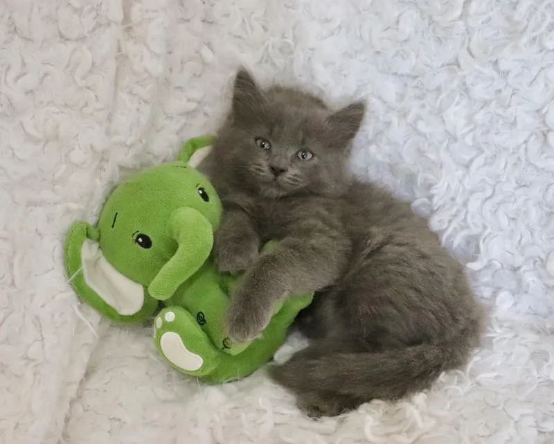 Clarence thumbnail 5