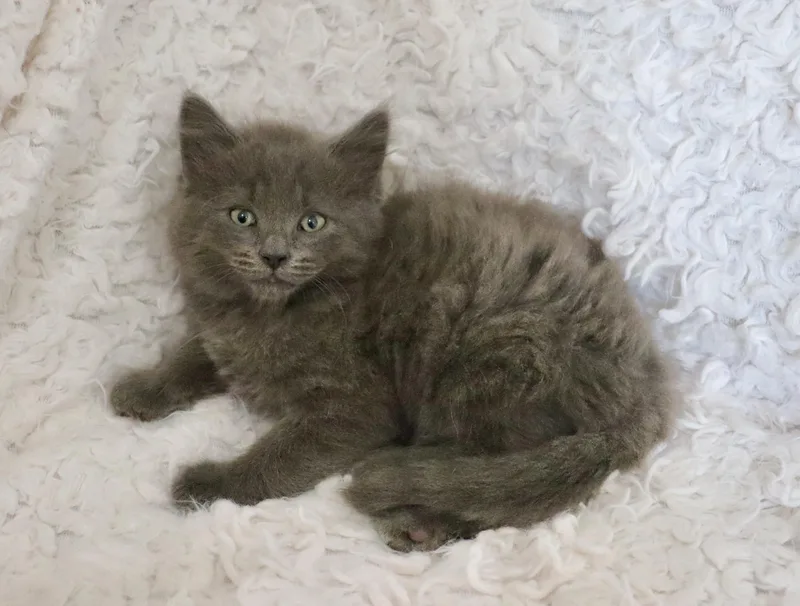 Clarence thumbnail 6