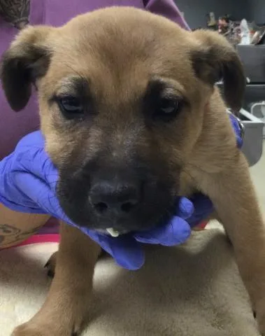 A baby small-sized female Pit Bull Terrier dog named Fatima for adoption in Riverside, CA