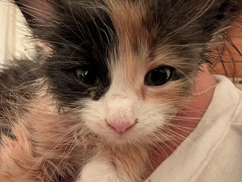 A baby small-sized female Domestic Short Hair cat named Isabella for adoption in Medford, WI