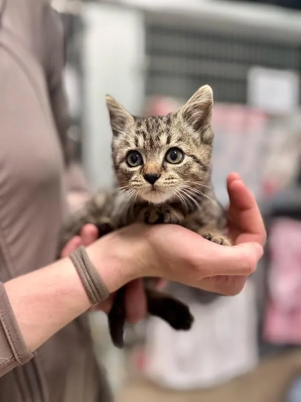 A young medium-sized male Tabby (Tiger Striped) Domestic Short Hair cat named Toto for adoption in Wooster, OH