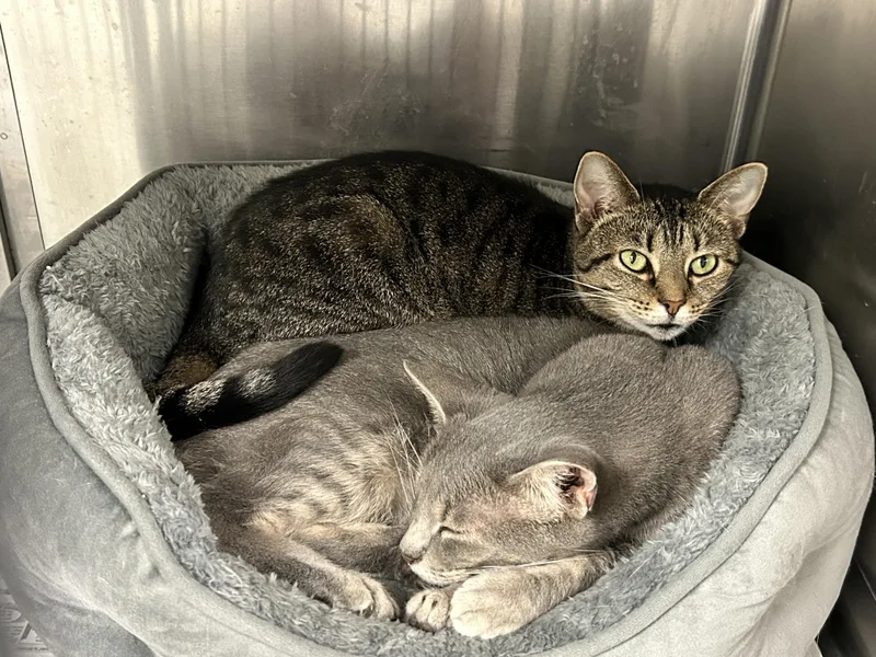 An adult medium-sized female Domestic Short Hair cat named Emmy and Chocolate for adoption in Sudbury, MA