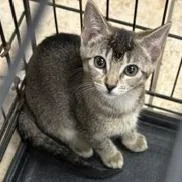 A baby small-sized female Gray / Blue / Silver Domestic Short Hair cat named Happy for adoption in Lake Jackson, TX