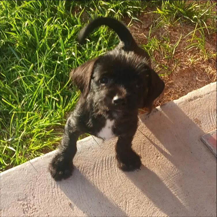 A baby small-sized male Border Terrier dog named Ace for adoption in Thompson Falls, MT