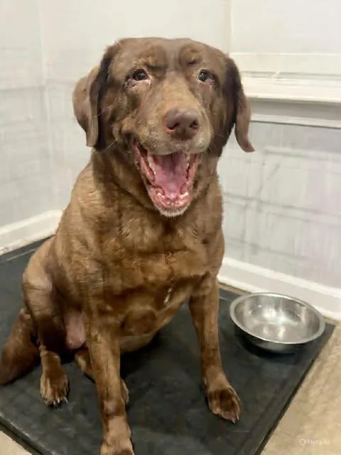 An adult large-sized female Chocolate Labrador Retriever dog named Molly for adoption in Killingworth, CT