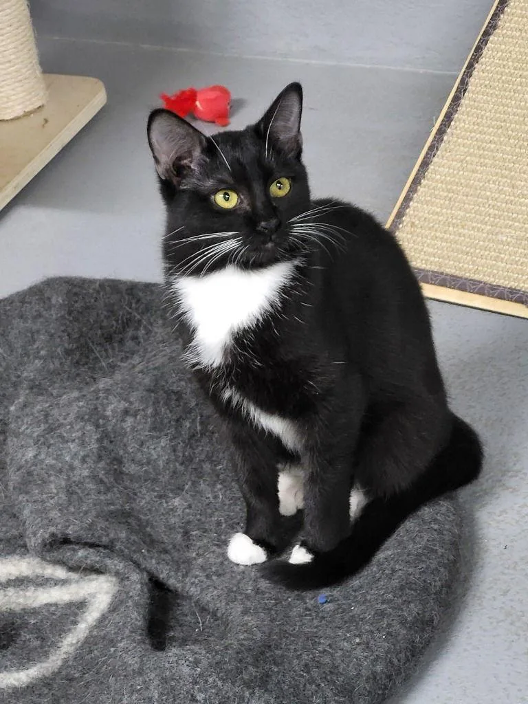 Peppermint Patti thumbnail 3