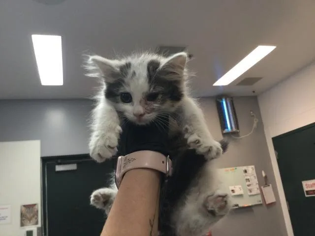 A baby small-sized female Domestic Short Hair cat named A for adoption in Thousand Palms, CA