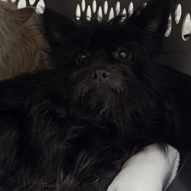 An adult small-sized female Yorkshire Terrier dog named Morticia for adoption in Centerville, MA