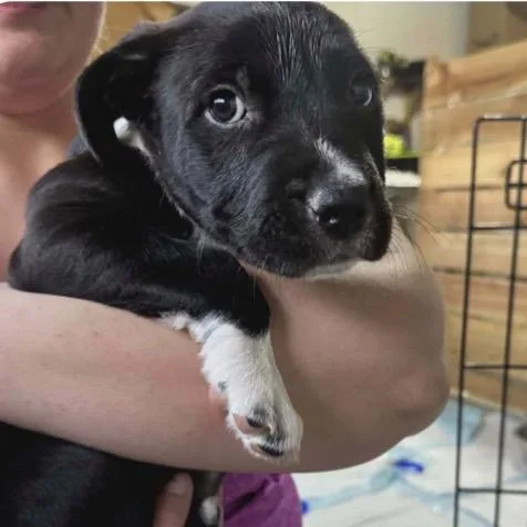 A baby small-sized male Pit Bull Terrier dog named Sirius for adoption in Parker, CO