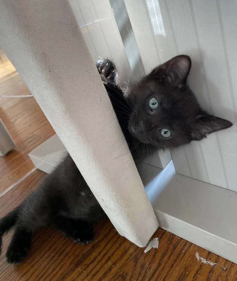 A baby medium-sized male Black Domestic Short Hair cat named Athos for adoption in Island Lake, IL